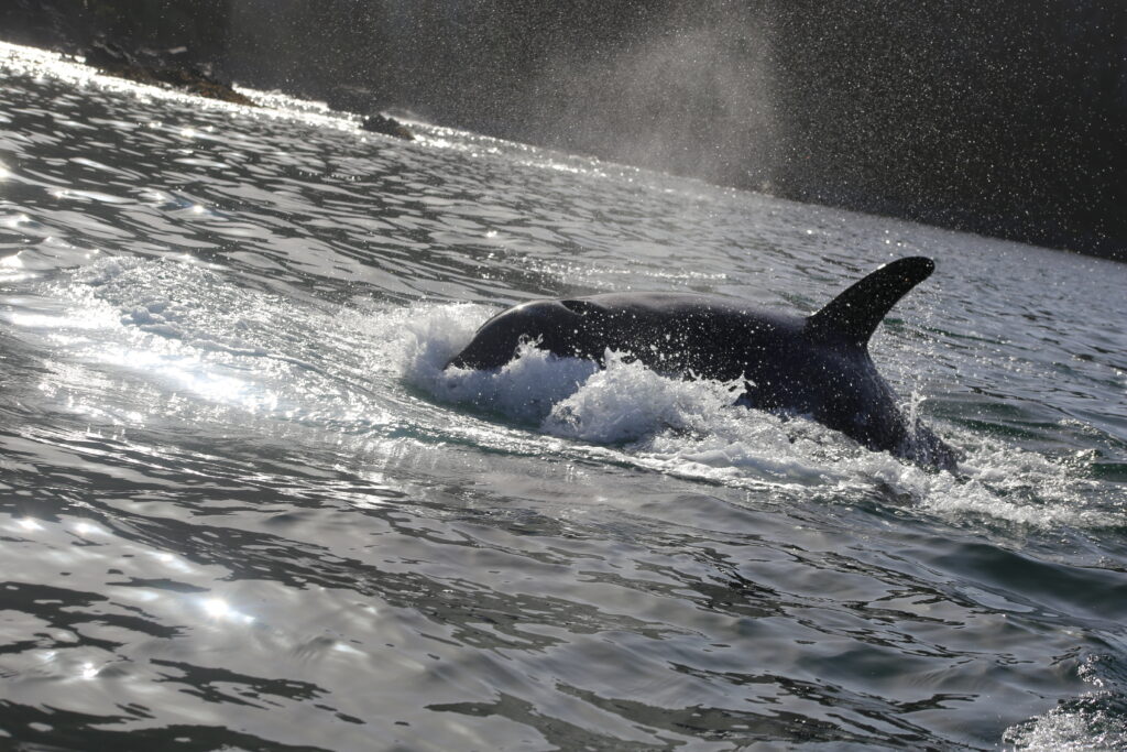 Dolphin Wildlife Cruise in New Zealand