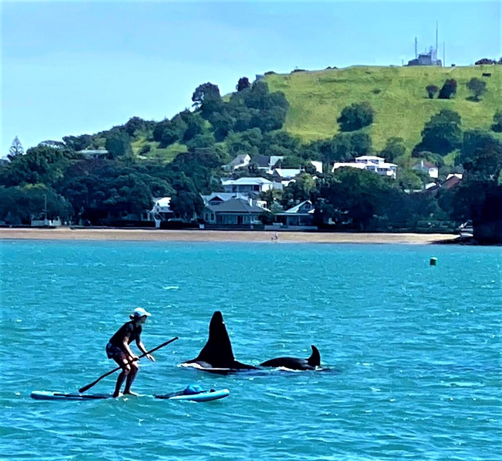 Orca and chalf off Devonport