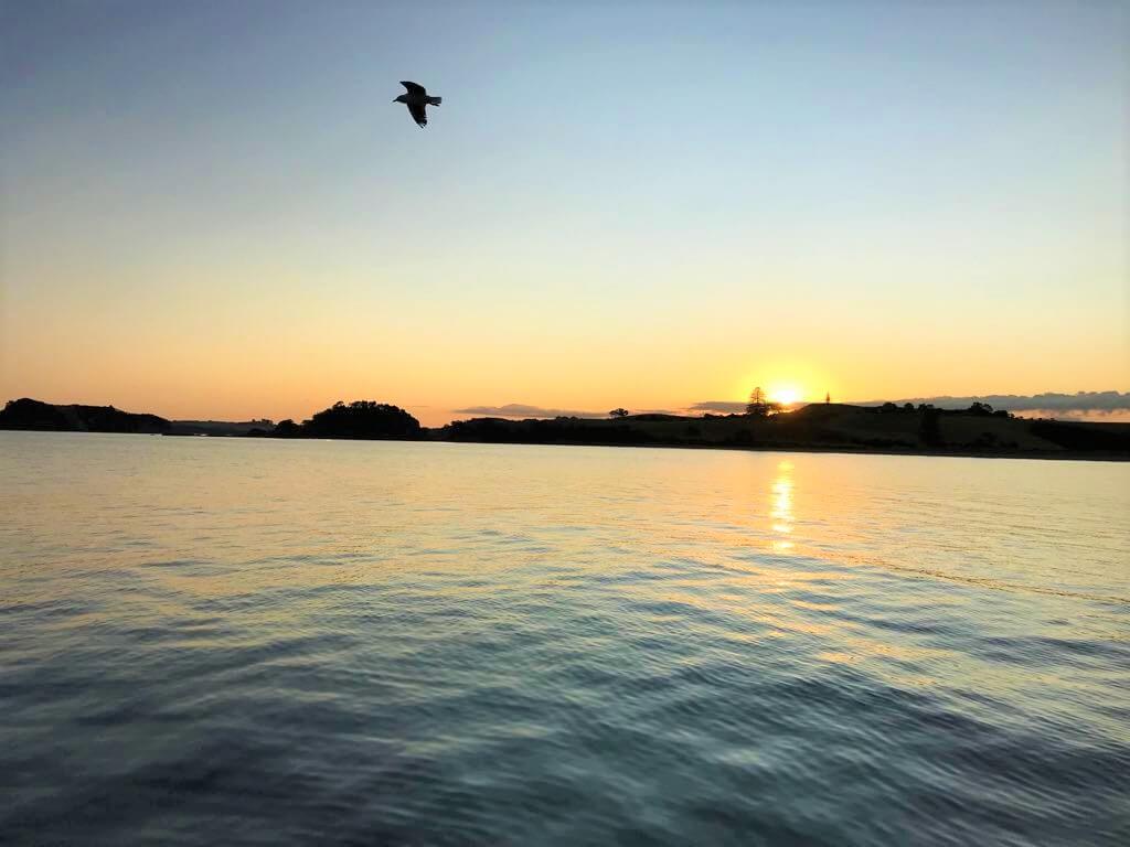 sailing bay of islands and auckland harbour cruise sunset dinner cruise